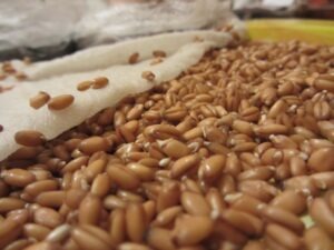 how-to-sprout-wheat